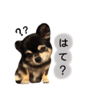 りんとねねとちょこ（個別スタンプ：20）