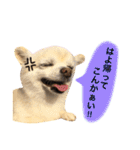 りんとねねとちょこ（個別スタンプ：22）