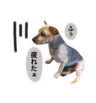 りんとねねとちょこ（個別スタンプ：23）