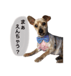 りんとねねとちょこ（個別スタンプ：25）
