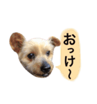 りんとねねとちょこ（個別スタンプ：27）