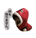 りんとねねとちょこ（個別スタンプ：30）