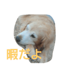 ゴールデンレトリバー エルちゃん写真（個別スタンプ：5）