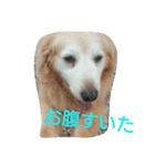 ゴールデンレトリバー エルちゃん写真（個別スタンプ：7）