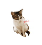 meow meow uu（個別スタンプ：2）