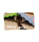 meow meow uu（個別スタンプ：4）