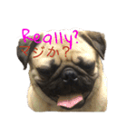 pug（パグ）の生活。（個別スタンプ：1）