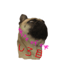 pug（パグ）の生活。（個別スタンプ：2）