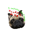 pug（パグ）の生活。（個別スタンプ：3）