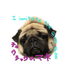 pug（パグ）の生活。（個別スタンプ：4）