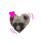 pug（パグ）の生活。（個別スタンプ：6）