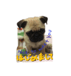pug（パグ）の生活。（個別スタンプ：7）