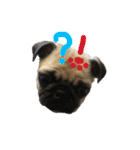 pug（パグ）の生活。（個別スタンプ：8）