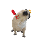 pug（パグ）の生活。（個別スタンプ：9）