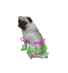 pug（パグ）の生活。（個別スタンプ：10）
