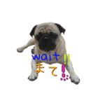 pug（パグ）の生活。（個別スタンプ：11）