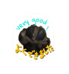 pug（パグ）の生活。（個別スタンプ：12）