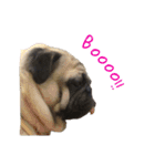 pug（パグ）の生活。（個別スタンプ：13）