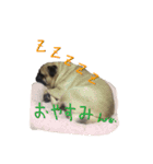 pug（パグ）の生活。（個別スタンプ：15）