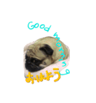 pug（パグ）の生活。（個別スタンプ：16）
