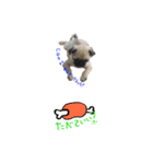 pug（パグ）の生活。（個別スタンプ：17）