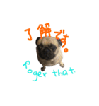 pug（パグ）の生活。（個別スタンプ：18）