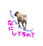 pug（パグ）の生活。（個別スタンプ：19）