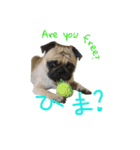 pug（パグ）の生活。（個別スタンプ：20）
