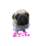 pug（パグ）の生活。（個別スタンプ：21）