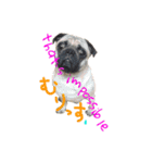 pug（パグ）の生活。（個別スタンプ：24）