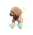 まんまるぽん太と妹のんとお友達（個別スタンプ：9）