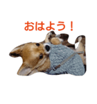 sorachandesu（個別スタンプ：1）