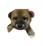 柴犬チョコちゃんの日常（個別スタンプ：1）