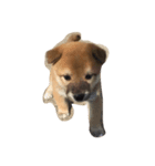 柴犬チョコちゃんの日常（個別スタンプ：2）