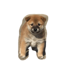 柴犬チョコちゃんの日常（個別スタンプ：3）