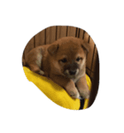 柴犬チョコちゃんの日常（個別スタンプ：4）