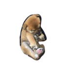 柴犬チョコちゃんの日常（個別スタンプ：5）