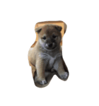 柴犬チョコちゃんの日常（個別スタンプ：7）