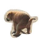 柴犬チョコちゃんの日常（個別スタンプ：8）