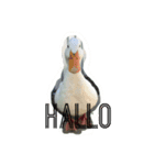 bird45（個別スタンプ：2）