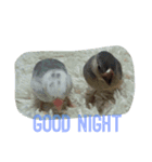 bird45（個別スタンプ：6）