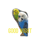 bird45（個別スタンプ：8）