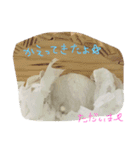 れもちゃんず2（個別スタンプ：16）