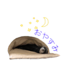 フェレットのまぶちゃん（個別スタンプ：1）