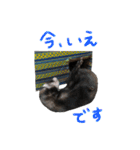 フェレットのまぶちゃん（個別スタンプ：7）