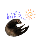 フェレットのまぶちゃん（個別スタンプ：9）