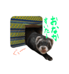 フェレットのまぶちゃん（個別スタンプ：11）
