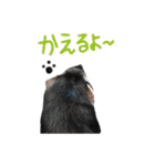 フェレットのまぶちゃん（個別スタンプ：15）