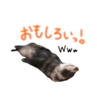フェレットのまぶちゃん（個別スタンプ：16）