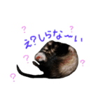 フェレットのまぶちゃん（個別スタンプ：21）